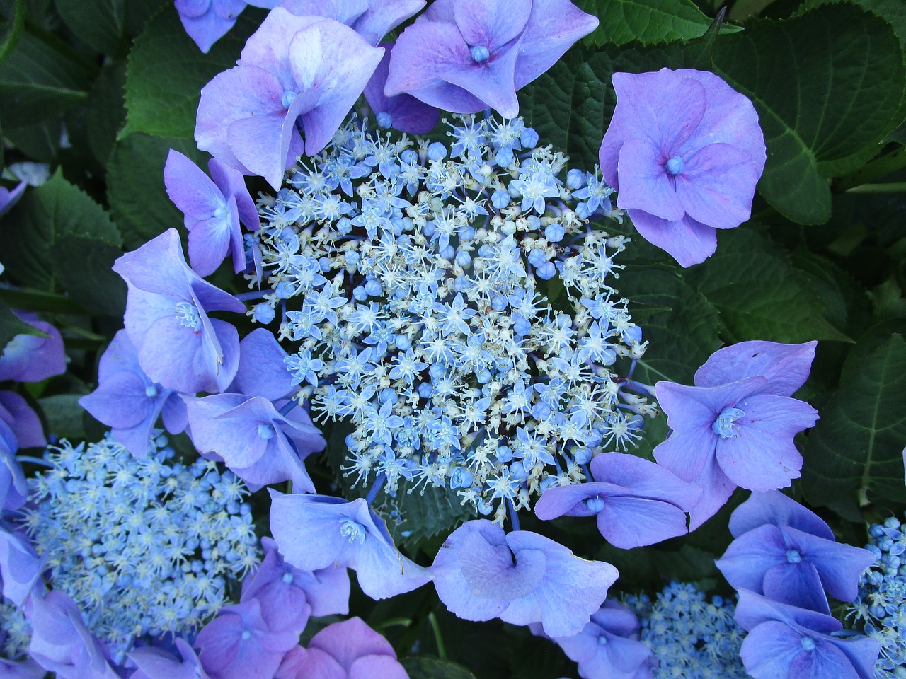 白から赤に色が変わる美しい紫陽花 あじさい 紅 取り寄せ通販方法 家で育てるべきアジサイとは マツコの知らない世界 きになるメモブログ